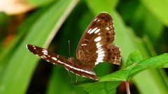 P2260296：アサマイチモンジ