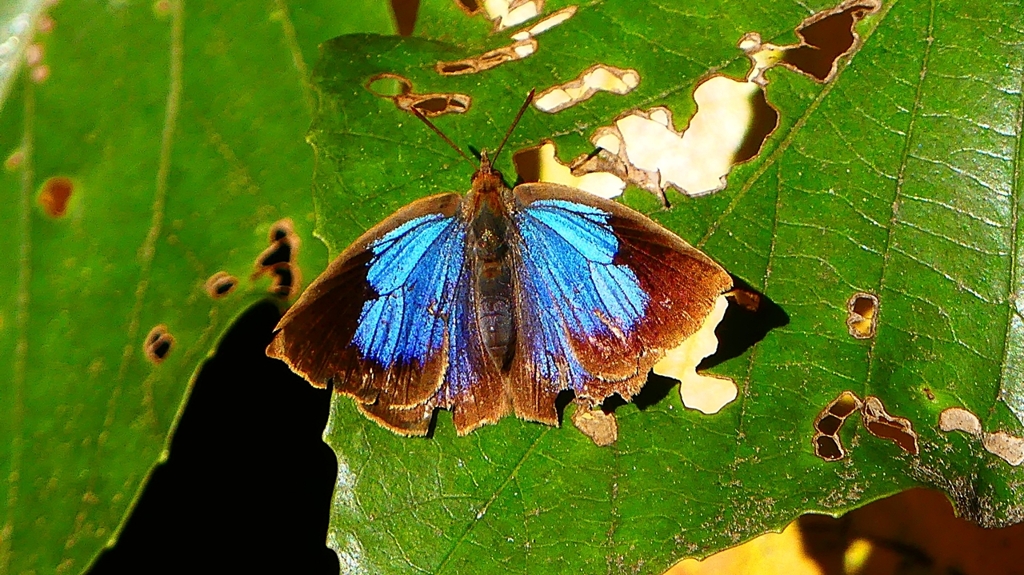 P2400525：ムラサキシジミ