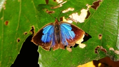 P2400525：ムラサキシジミ