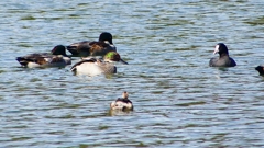 P2360426：ヨシガモ、オオバン