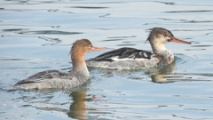 DSCN4514：ウミアイサ