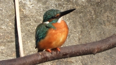 DSCN0668：カワセミ（オス）