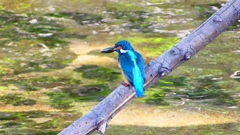 P2330438：カワセミ