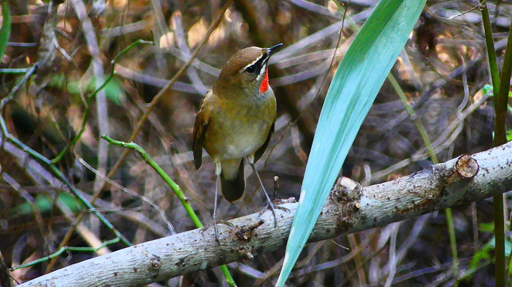 P2310179：ノゴマ（オス