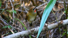 P2310179：ノゴマ（オス