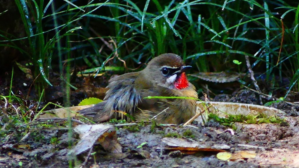 P2310637：ノゴマ（オス