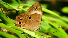 P2260640：クロヒカゲ