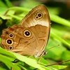 P2260640：クロヒカゲ