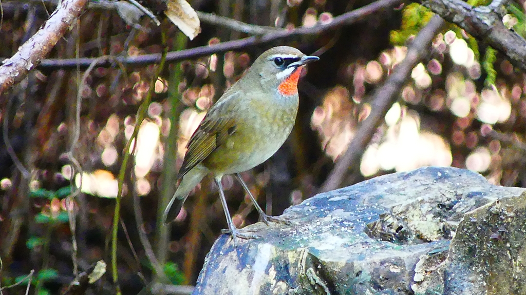 P2310113：ノゴマ（オス