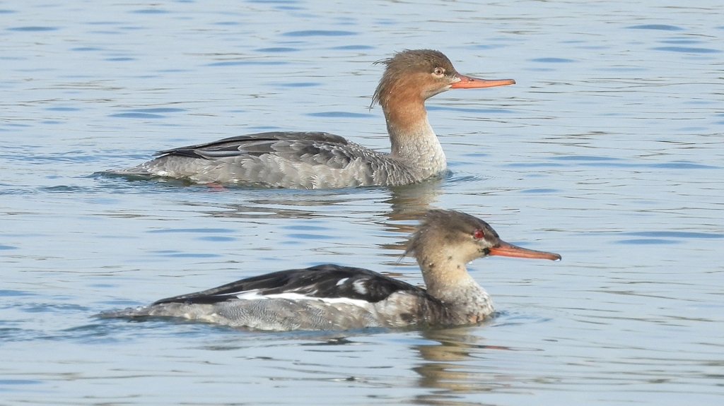 DSCN4499：ウミアイサ