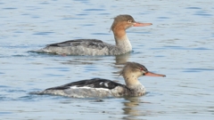 DSCN4499：ウミアイサ