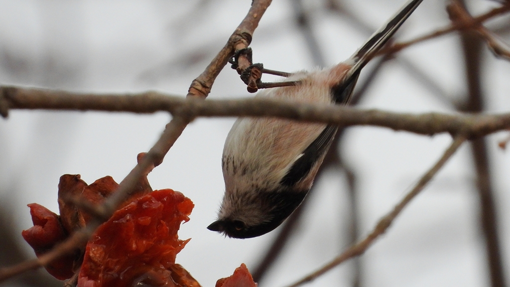 DSCN8539：エナガ