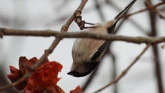 DSCN8539：エナガ