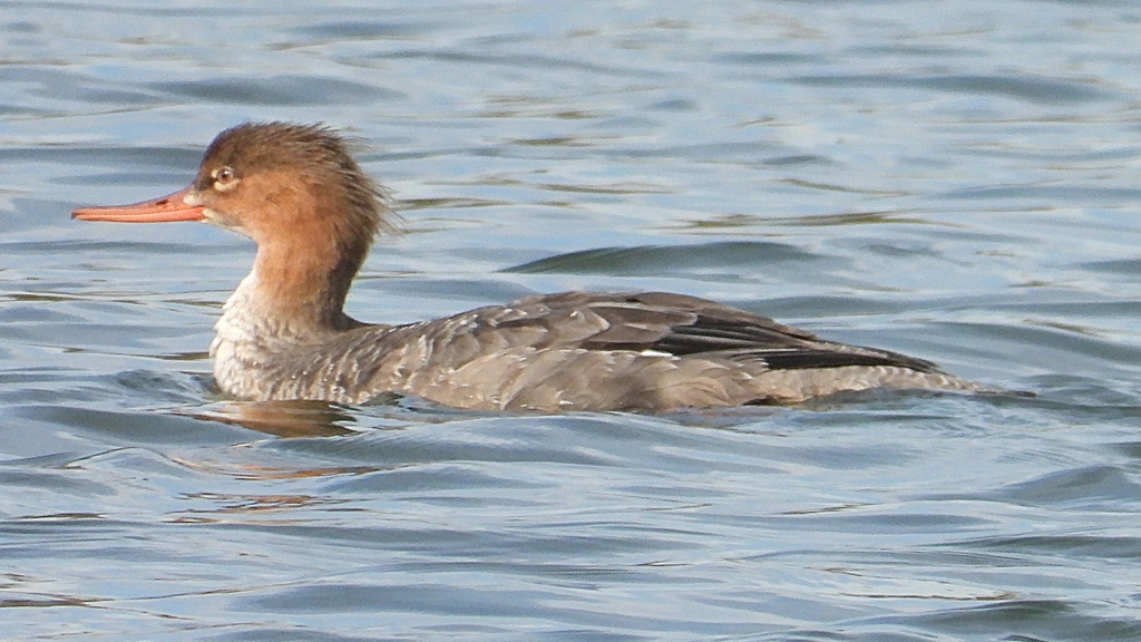 DSCN3261：ウミアイサ（メス）