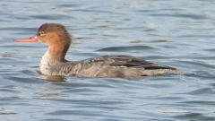 DSCN3261：ウミアイサ（メス）