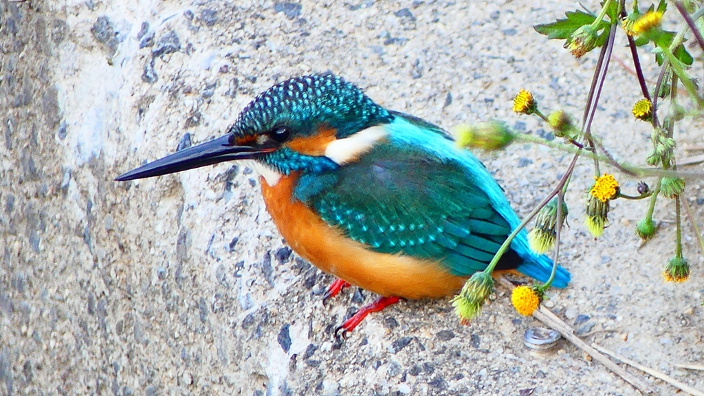 P2410231：カワセミ（オス）