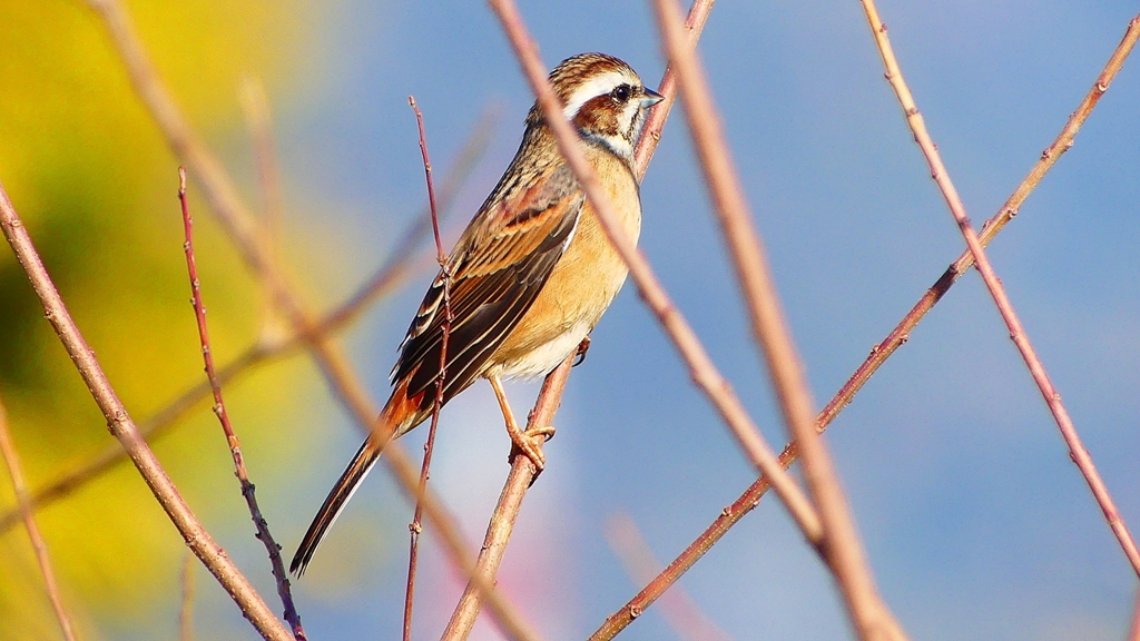 P2390294：ホオジロ（メス）