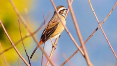 P2390294：ホオジロ（メス）