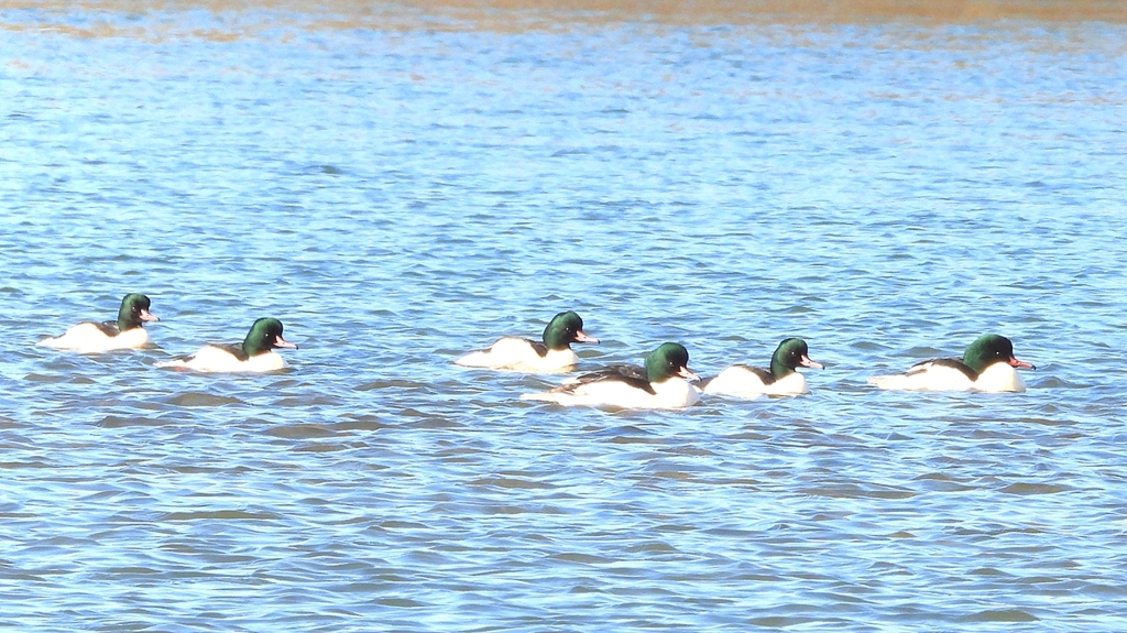 DSCN5837：カワアイサ