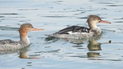 DSCN4518：ウミアイサ