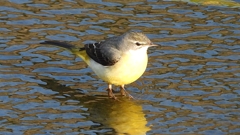 DSCN3678：キセキレイ