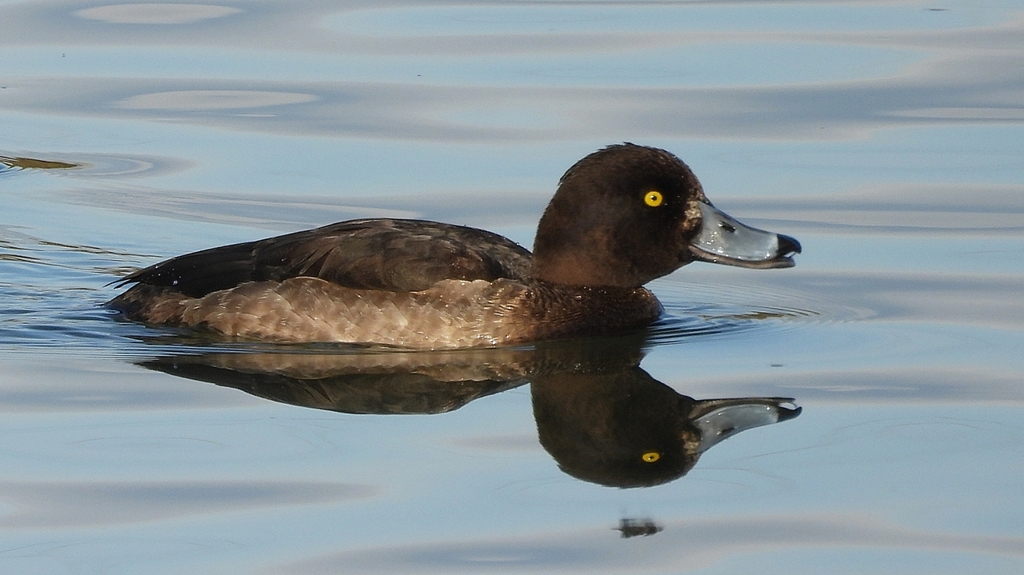 DSCN2891：キンクロハジロ（メス）