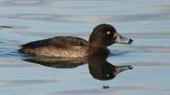 DSCN2891：キンクロハジロ（メス）