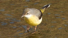 DSCN7543：キセキレイ