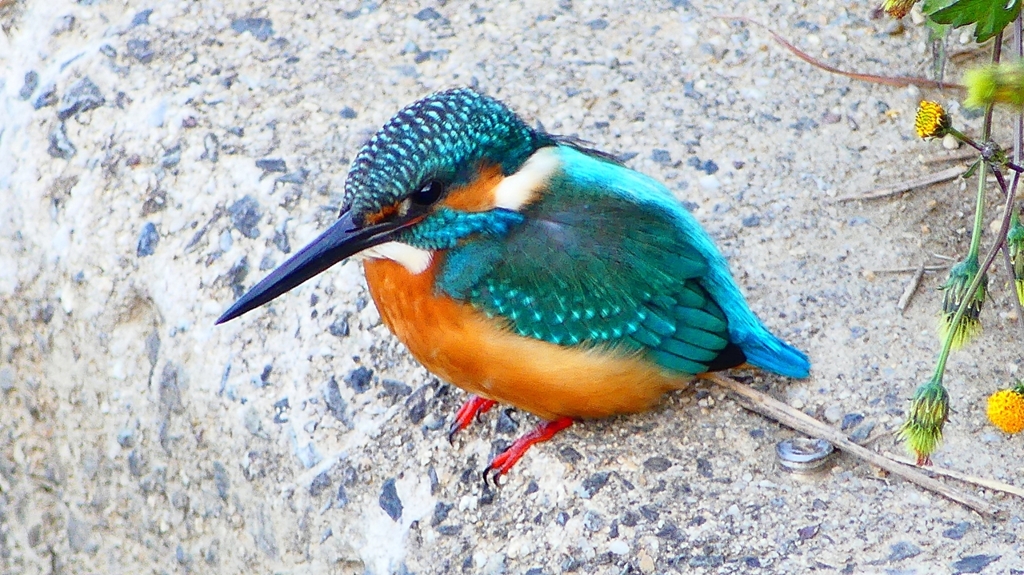 P2410260：カワセミ（オス）