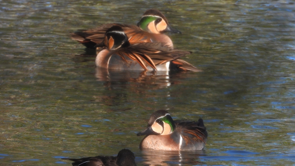 DSCN7890：トモエガモ（オス）