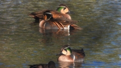 DSCN7890：トモエガモ（オス）