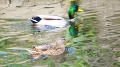 P2390775：マガモ