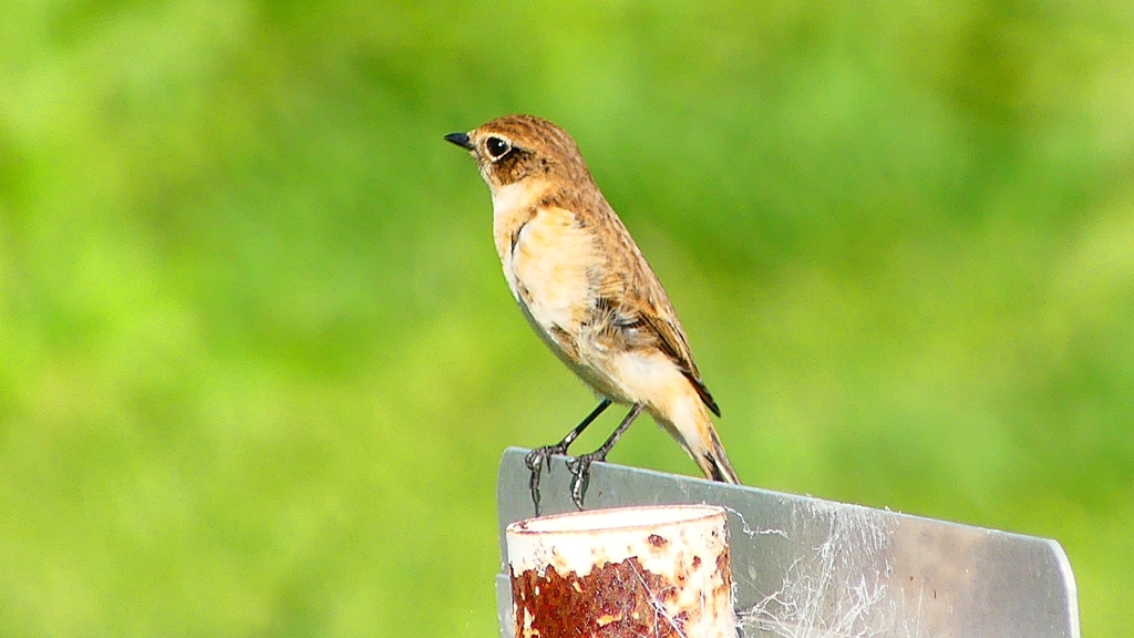 P2310850：ノビタキ