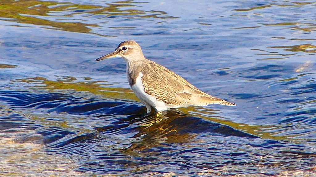 P2360746：イソシギ