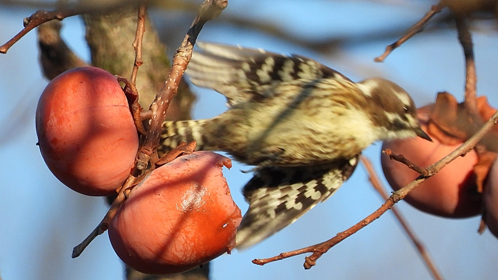 DSCN7661：コゲラ飛んだ