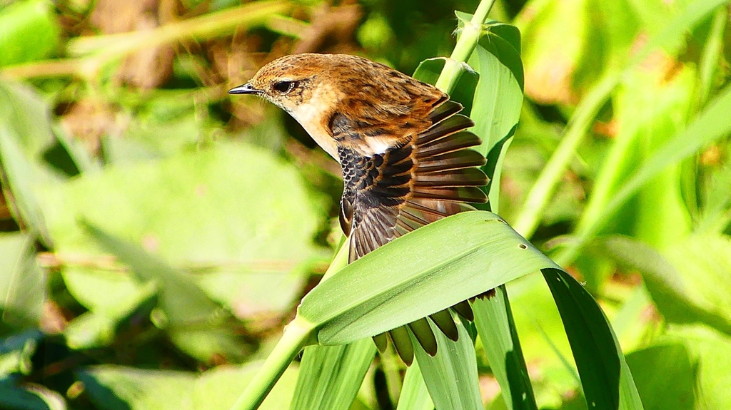 P2300325：ノビタキ