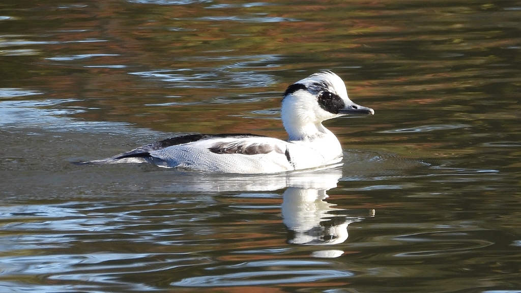 DSCN4932：ミコアイサ（オス）