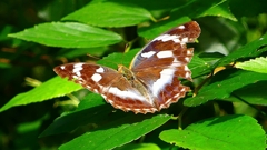 P2260490：メスグロヒョウモン