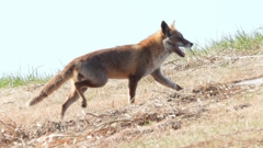 DSCN6752：キツネ