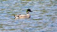 P2360445：ヨシガモ