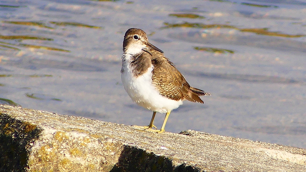 P2360678：イソシギ