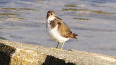 P2360678：イソシギ