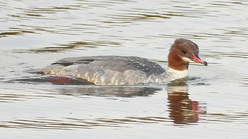 DSCN0533：カワアイサ（メス）