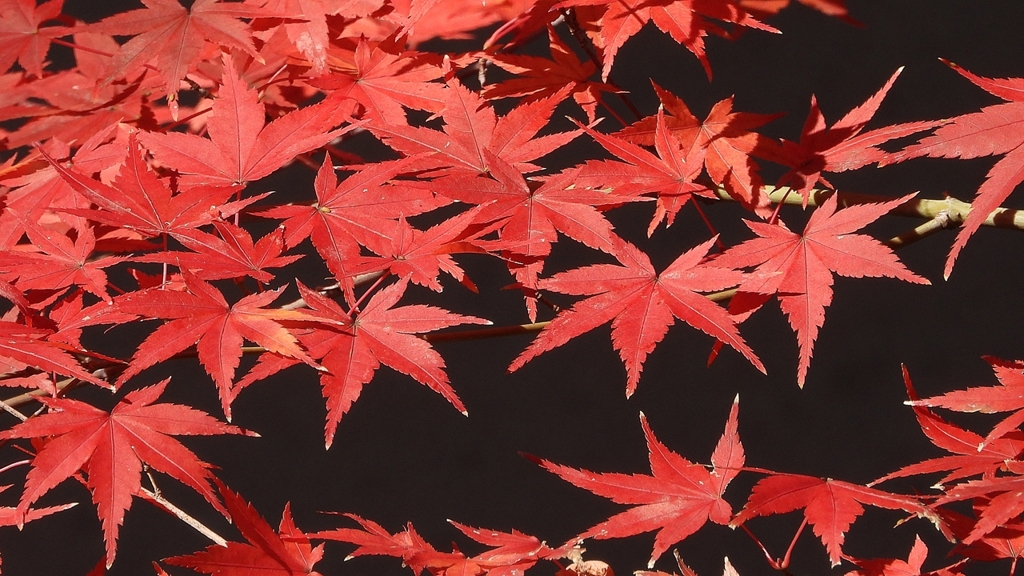 DSCN1306：紅葉