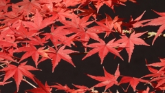 DSCN1306：紅葉