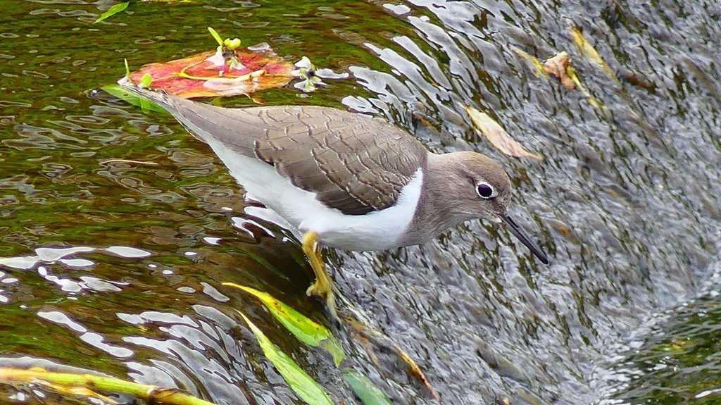 P2290026：イソシギ