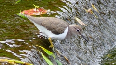 P2290026:イソシギ P2290026:イソシギ