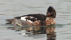 DSCN7226：ウミアイサ