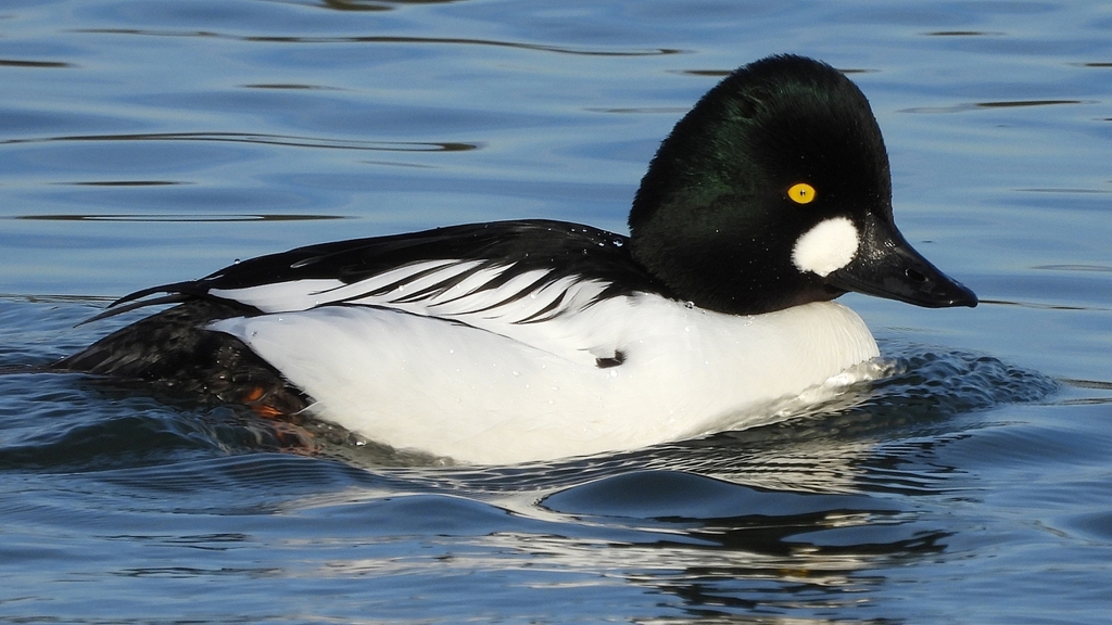 DSCN2507：ホオジロガモ（オス）