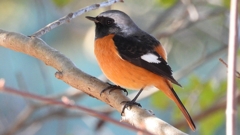 DSCN8342：ジョウビタキ（オス）